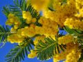 Mimoza Çiçeği Nedir anlamı ve bakımı hakkında bilgiler