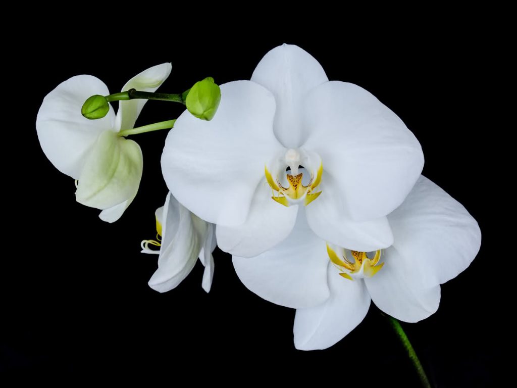 Evde orkide çiçeğine nasıl yetiştirilir?