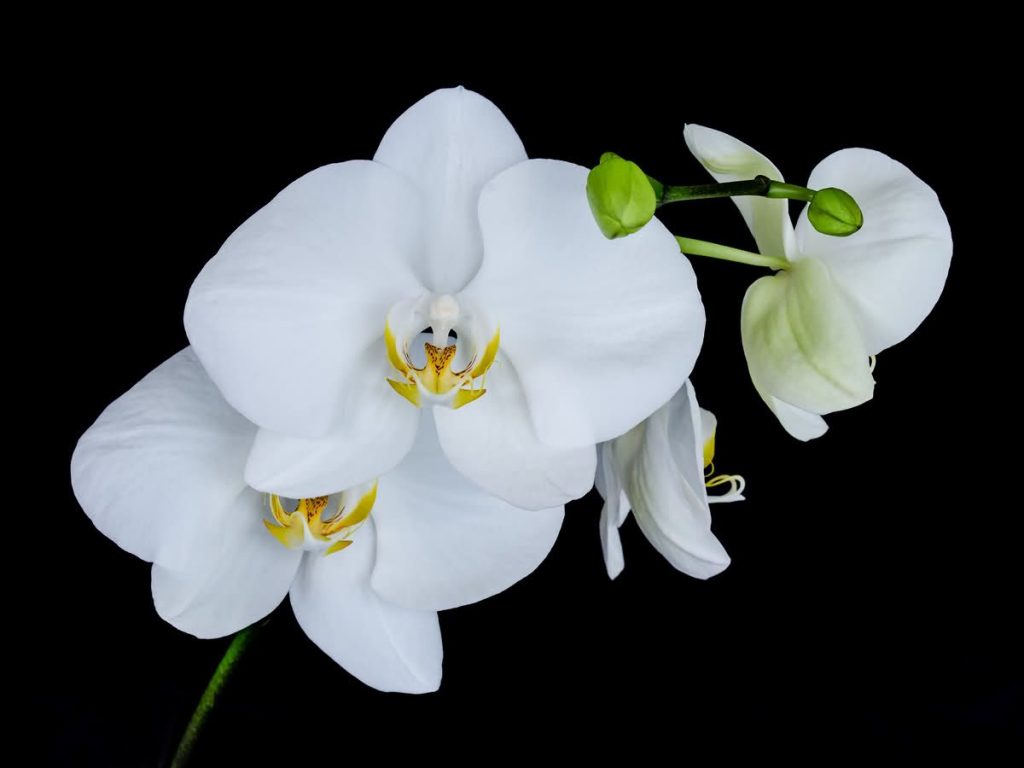 Evde orkide çiçeğine nasıl yetiştirilir?