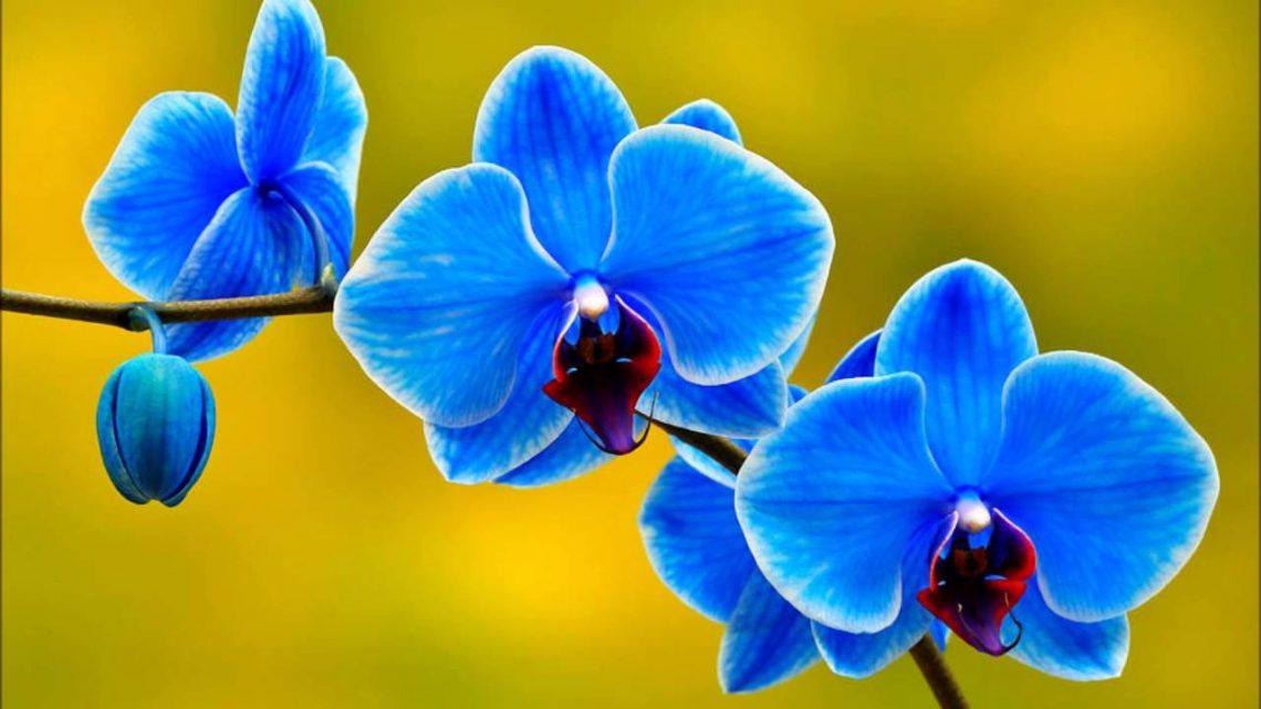 Sevgiliye orkide çiçeği vermek ne Anlama gelir? En güzel Orkideler Detaylarıyla…